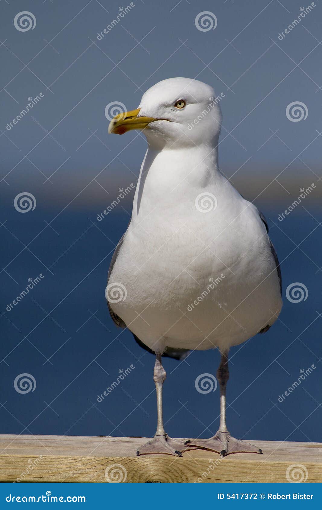 Herring Gull stock photo. Image of water, white, herring 5417372