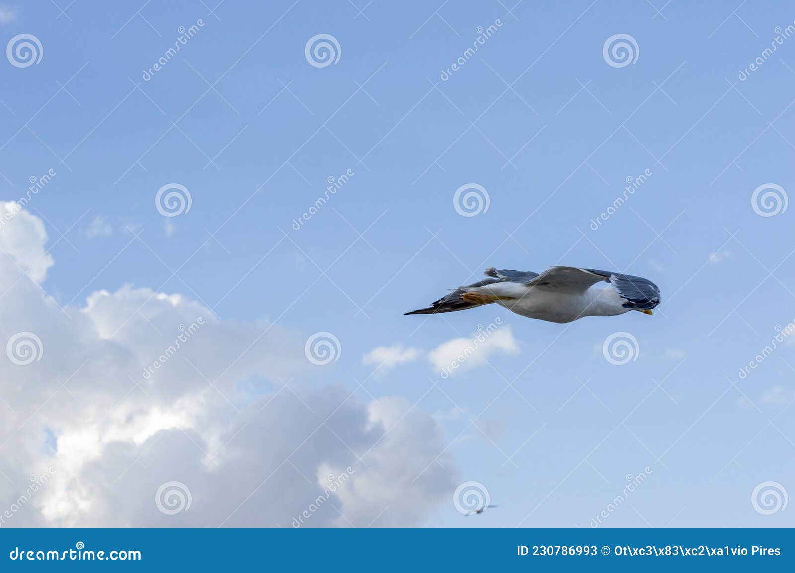 Herring Gull Bird Flying in a Blue Sky Stock Image Image of beauty