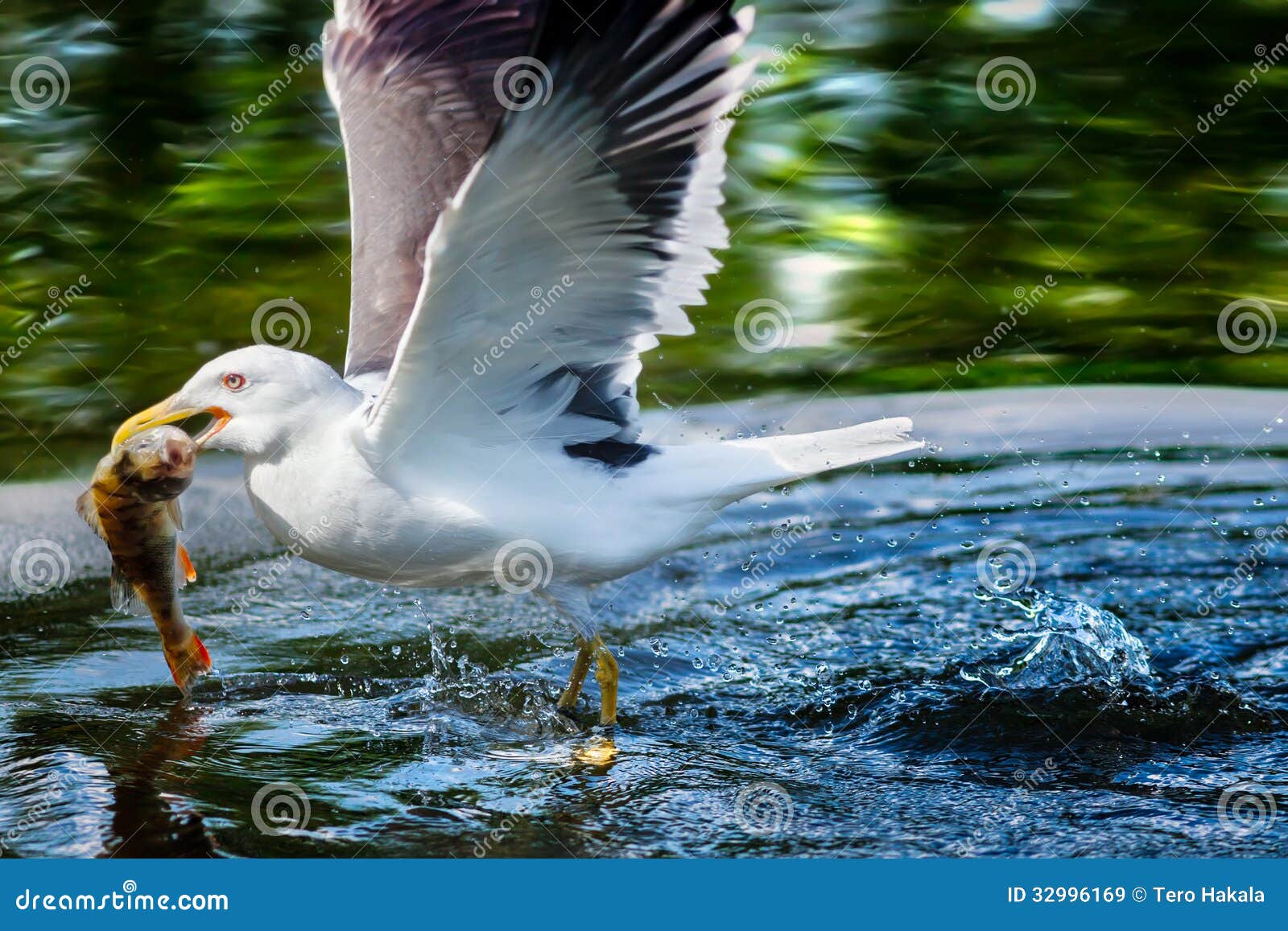 Herring Gull Catching a Fish Stock Image Image of beak, waterfowl