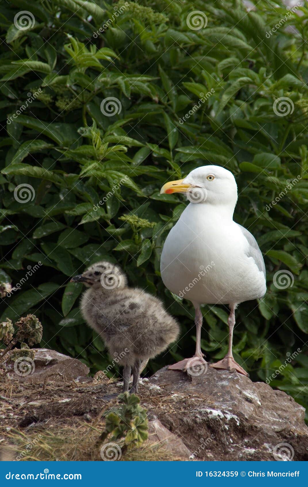 Herring Gull with Chick stock image. Image of seabird 16324359