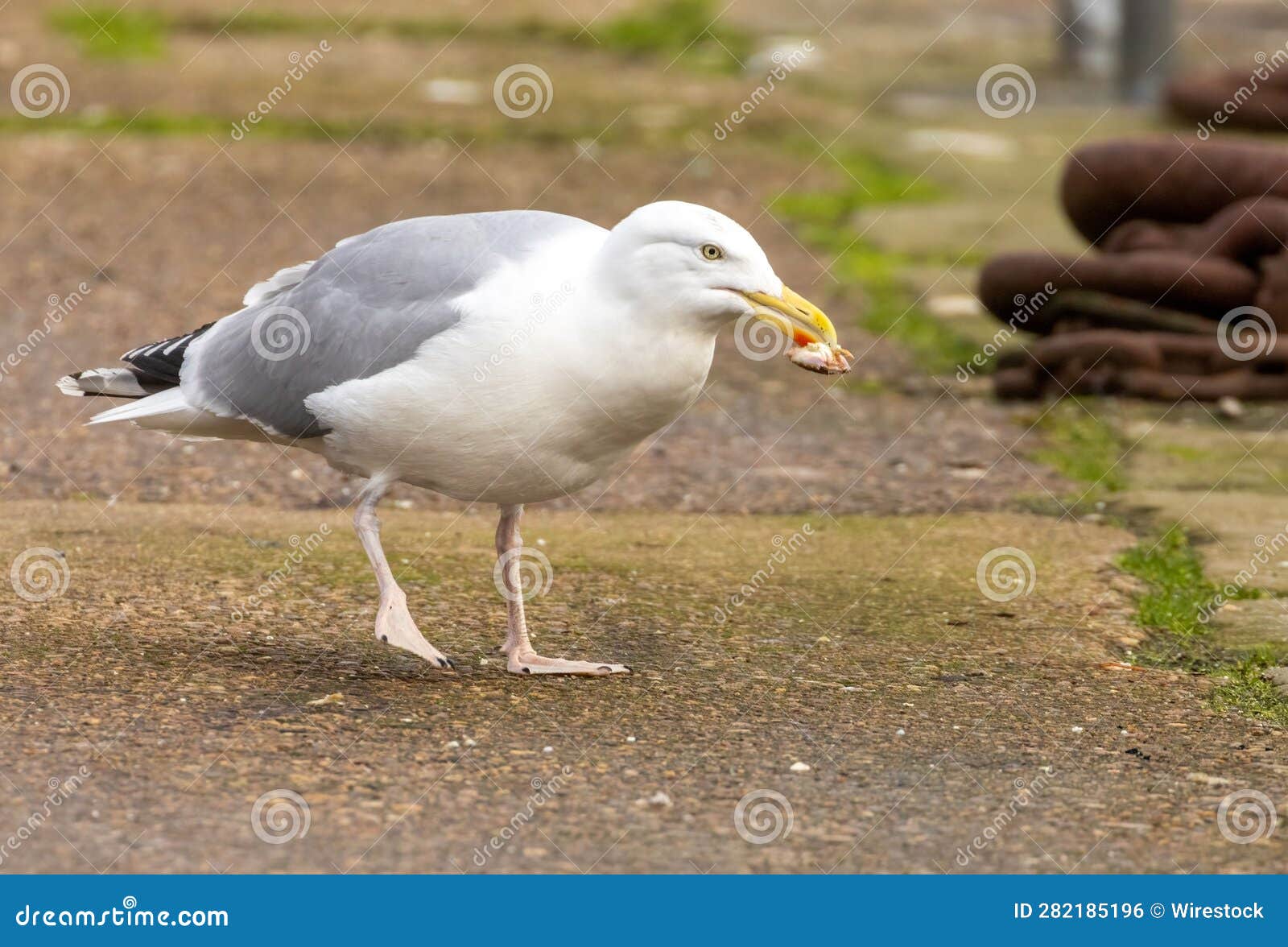 Herring Gull with a Crab in Its Beak Stock Photo Image of outdoors
