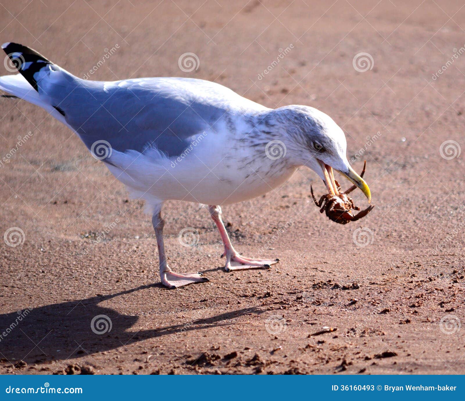 Herring Gull with Crab stock image. Image of seaside 36160493