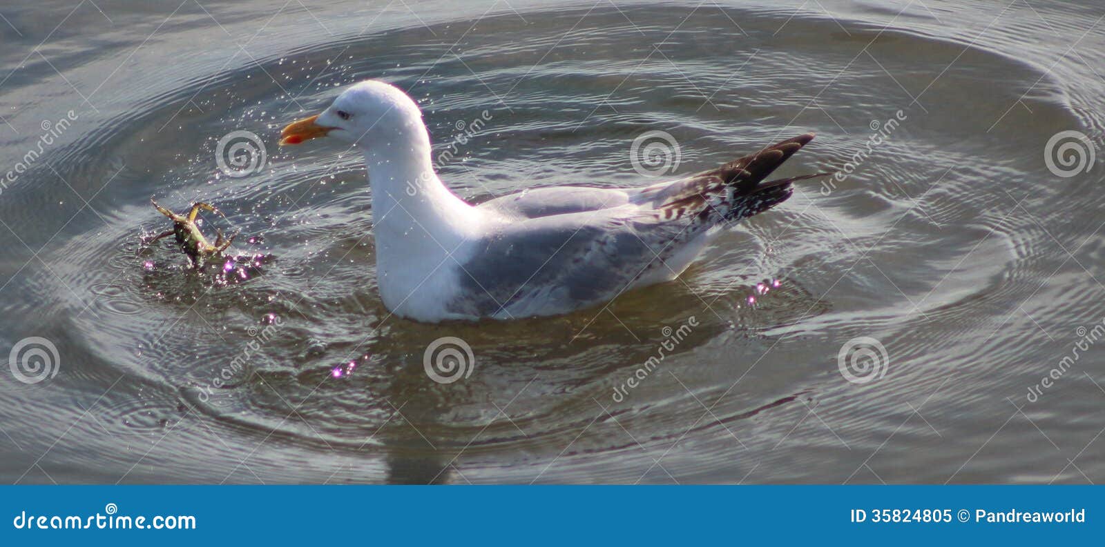 Herring gull stock image. Image of fishing, beak, beauty 35824805
