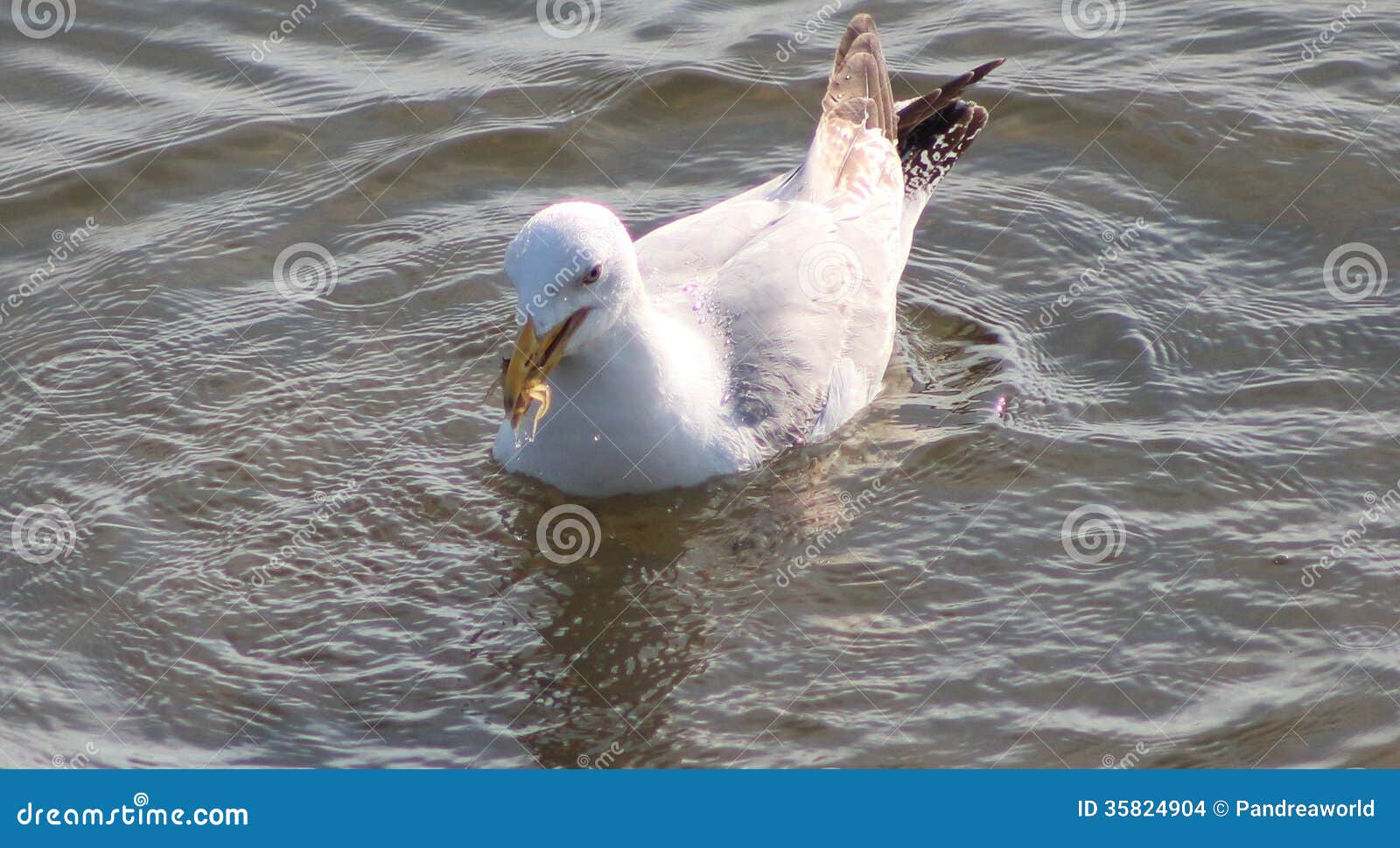 Herring gull stock photo. Image of feathers, fishing 35824904