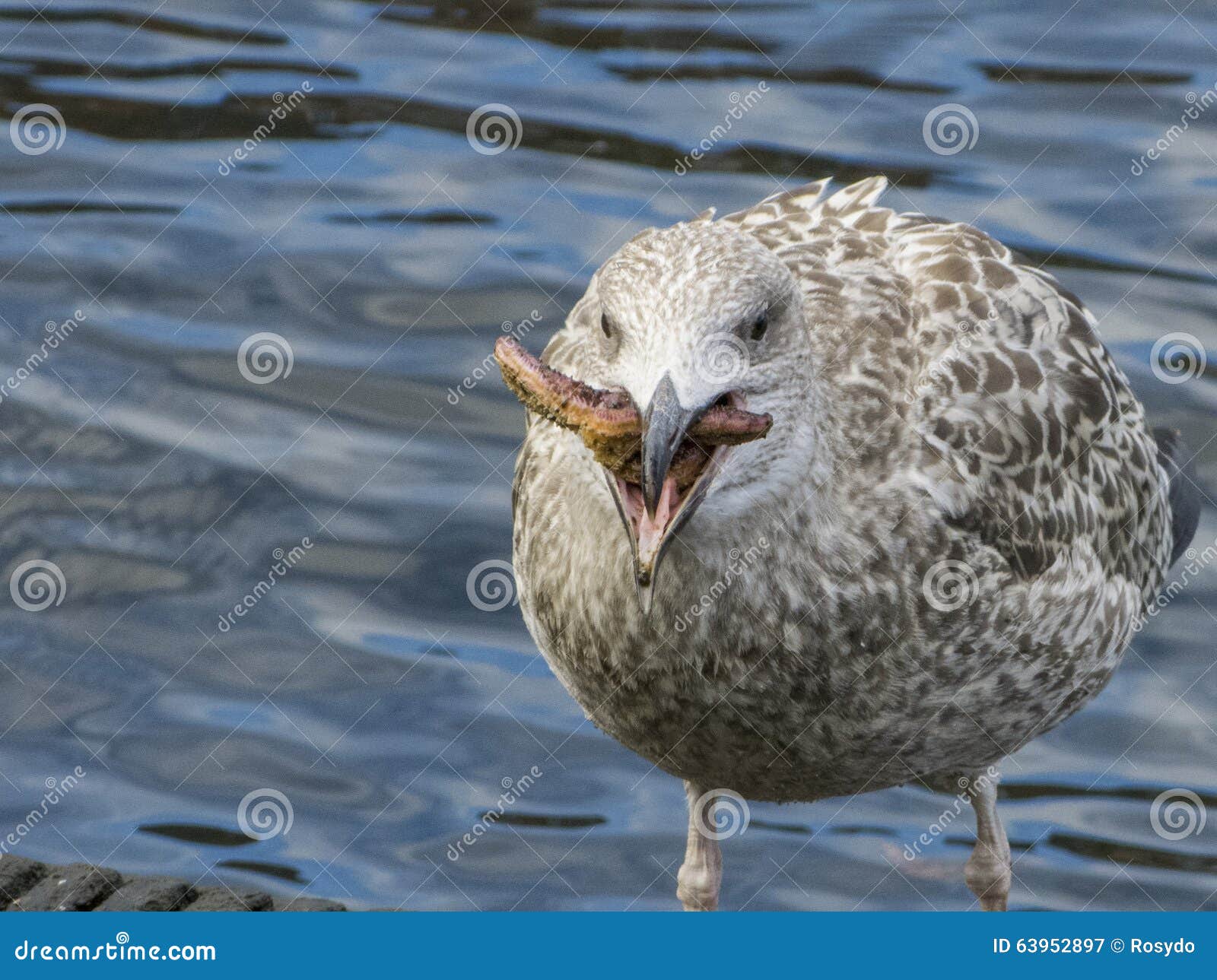 Herring Gull Eats a Starfish Stock Image Image of asteroidea, feed