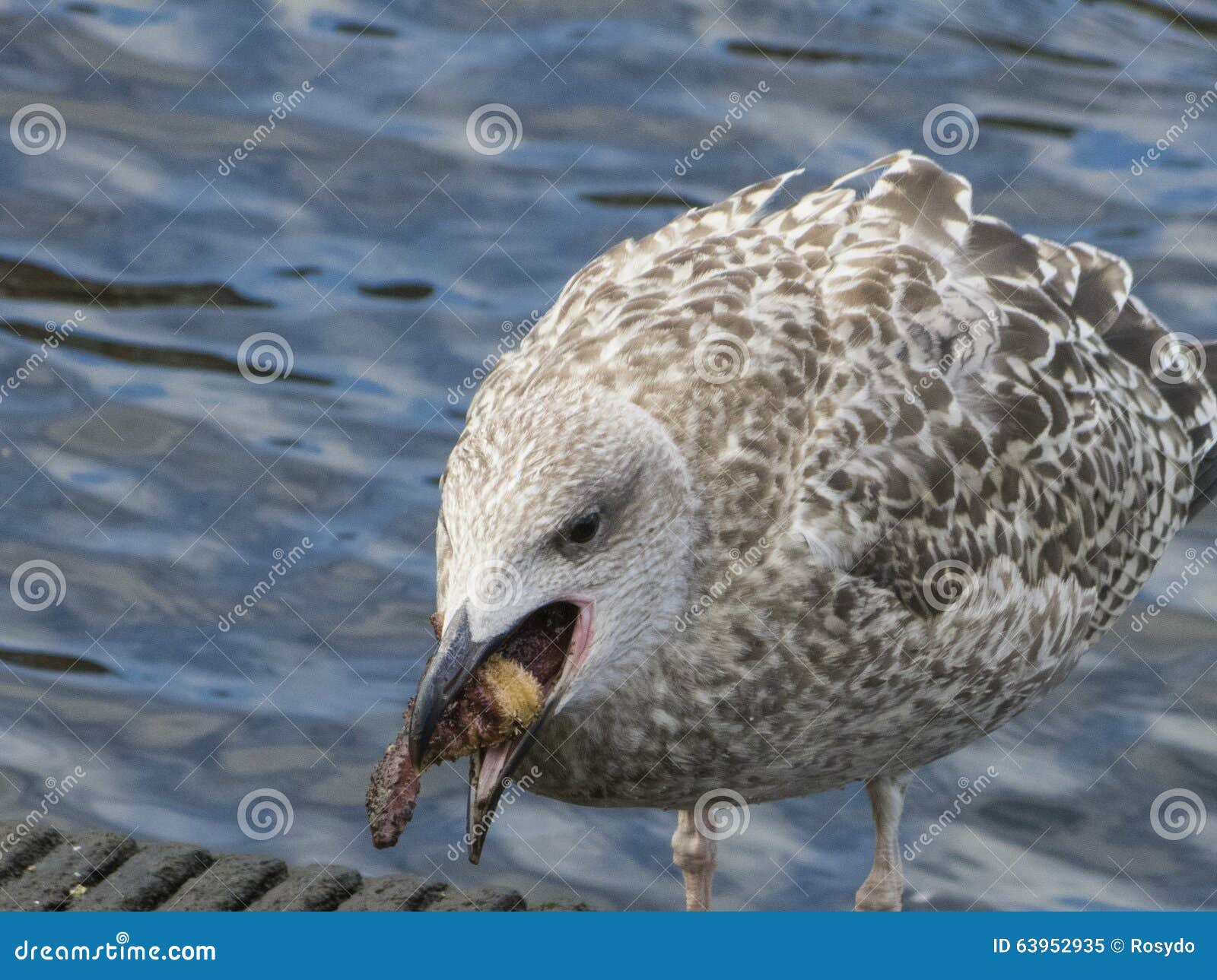 Herring Gull Eats a Starfish Stock Image Image of asteroidea, animal