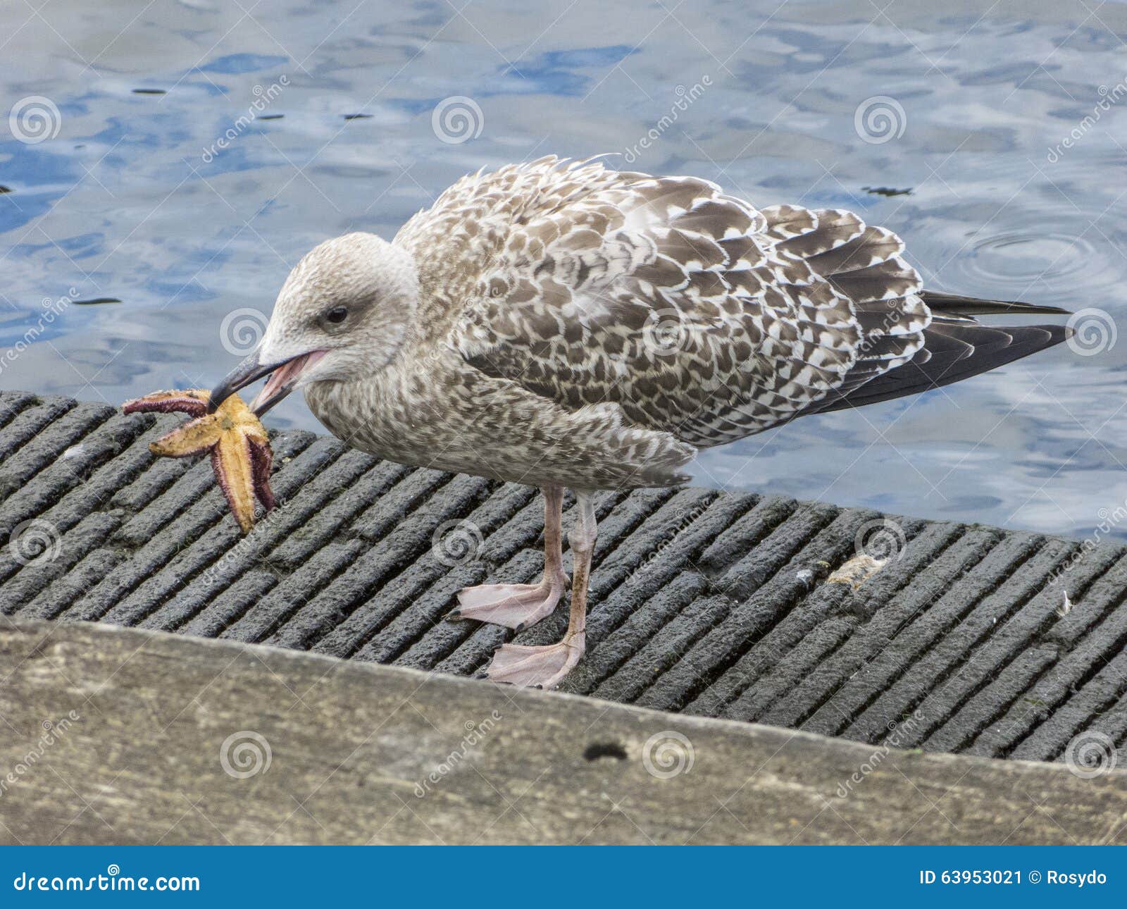 Herring Gull Eats a Starfish Stock Image Image of food, bilateria
