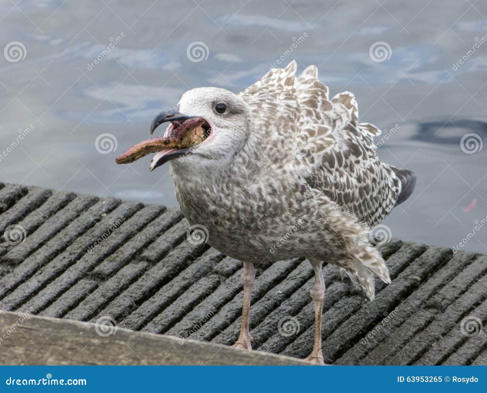 Herring Gull Eats a Starfish Stock Image Image of arms, feed 63953265