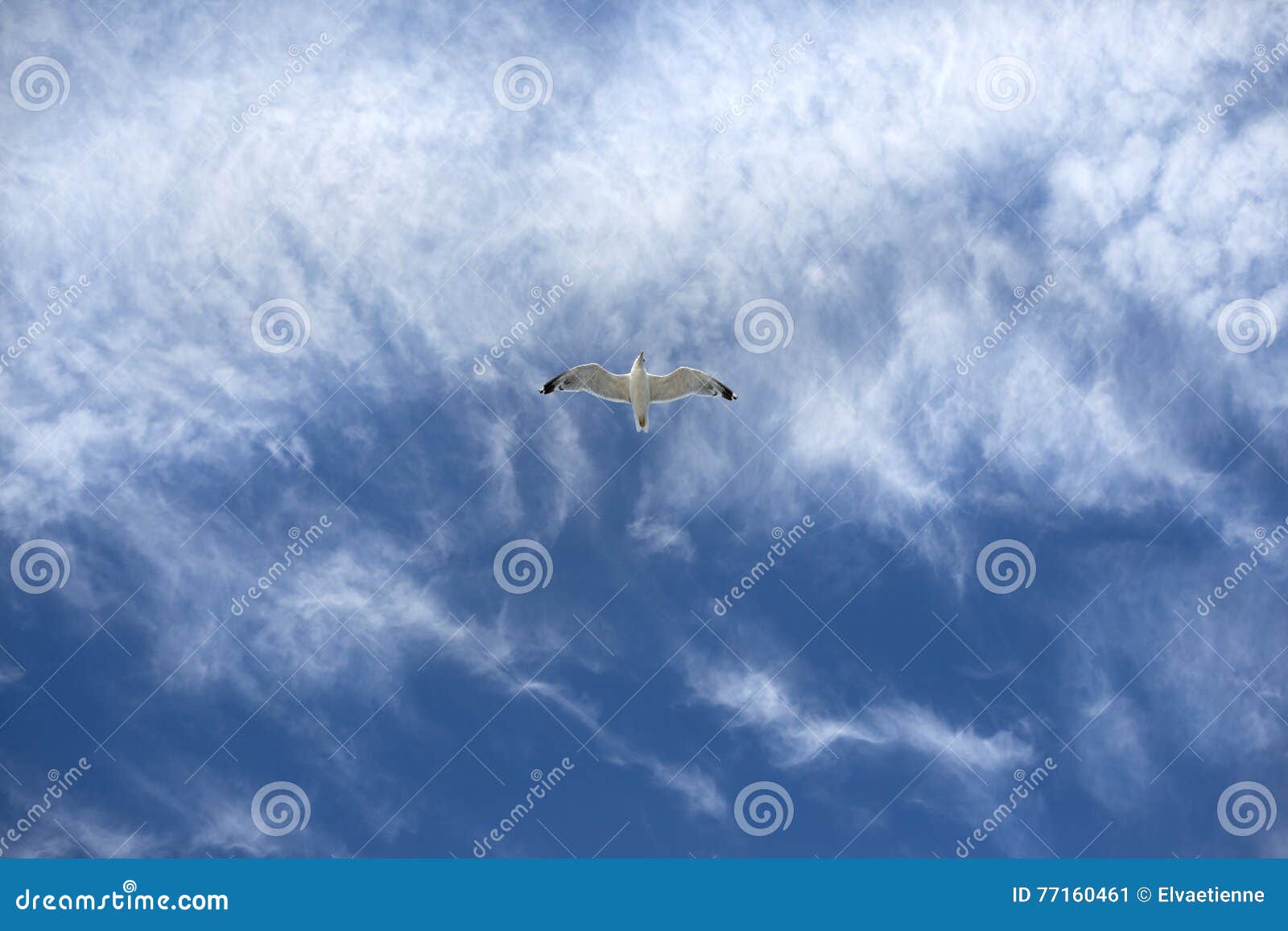 A Herring Gull in Flight Against a Blue Sky Stock Image Image of