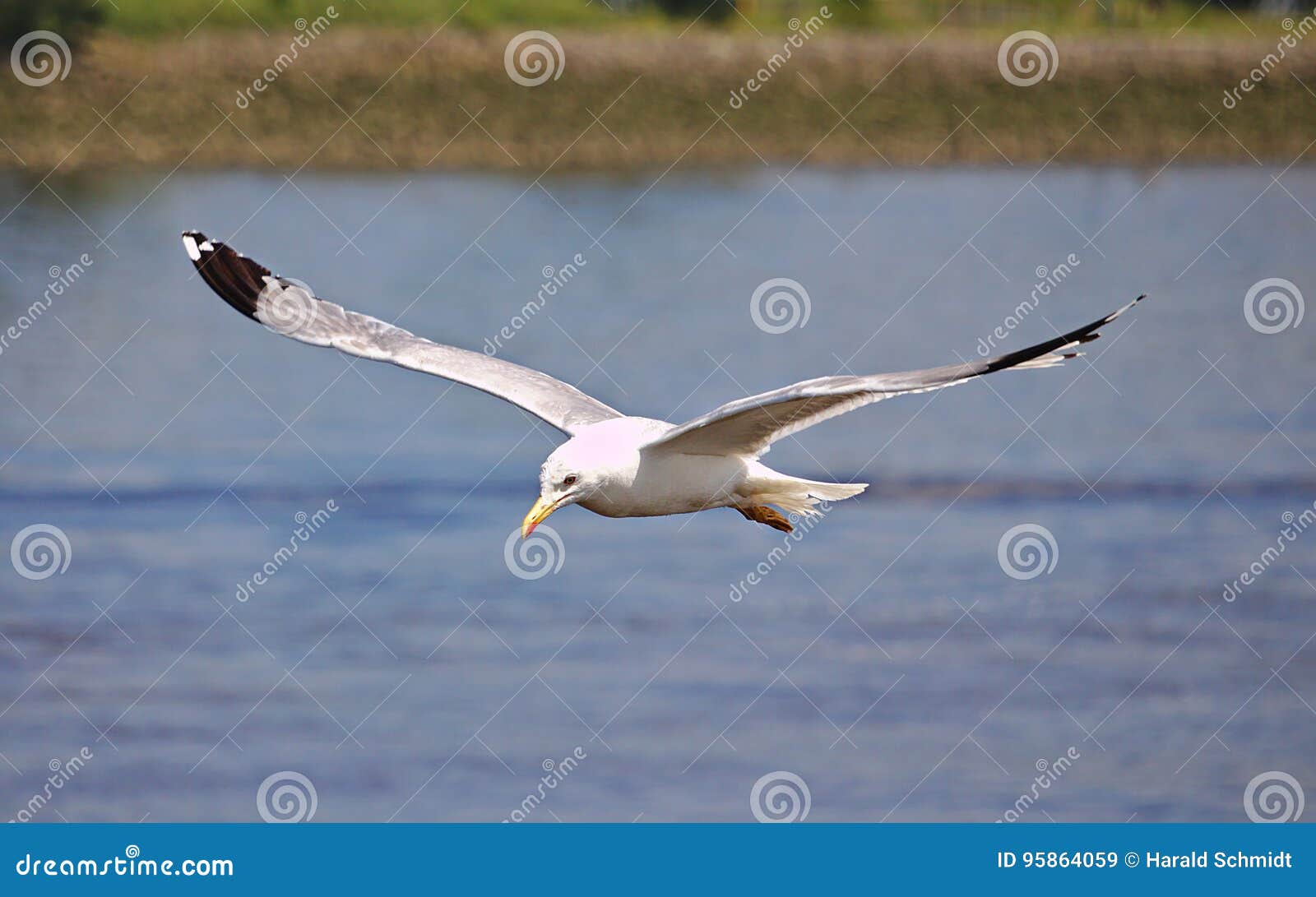 Herring gull in flight stock image. Image of nature, copyspace 95864059