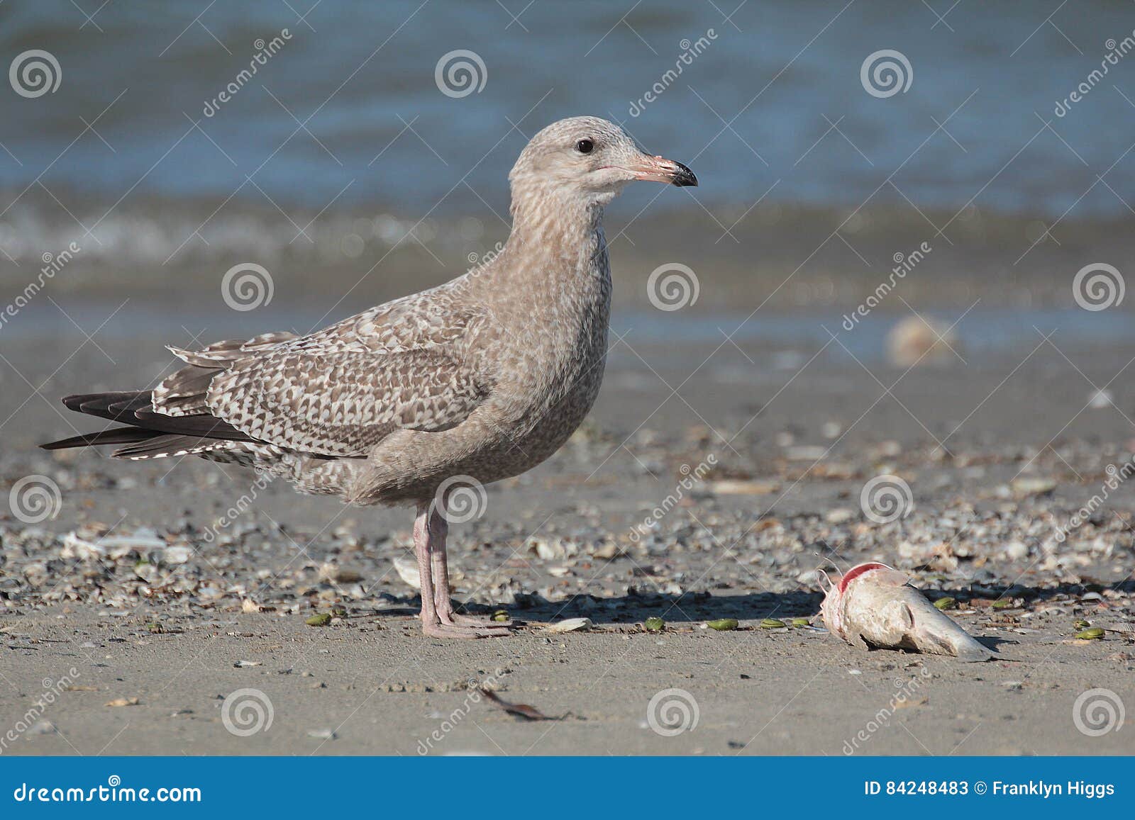 Herring Gull stock image. Image of feathers, texas, food 84248483