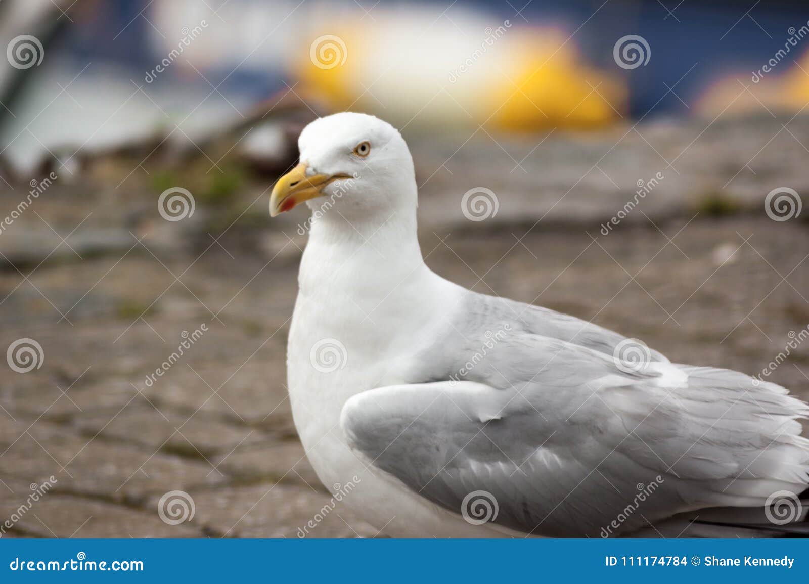 Herring Gull Head and Body Close Up Stock Photo Image of walkway
