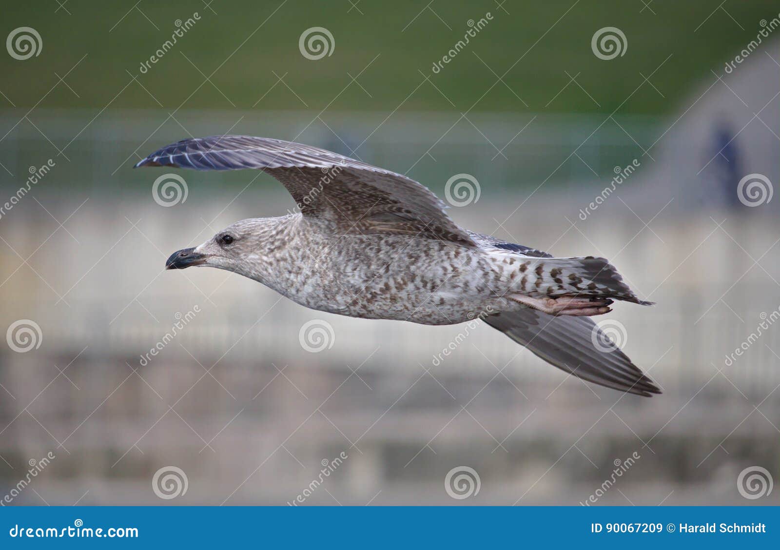 Herring Gull in Juvenile Plumage Stock Image Image of argentatus