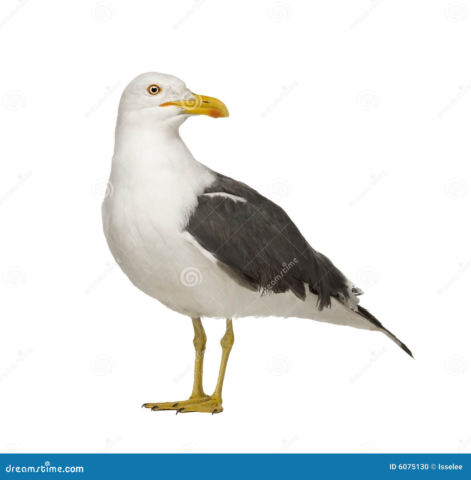 Herring Gull Larus Argentatus (3 Years) Stock Photo Image of
