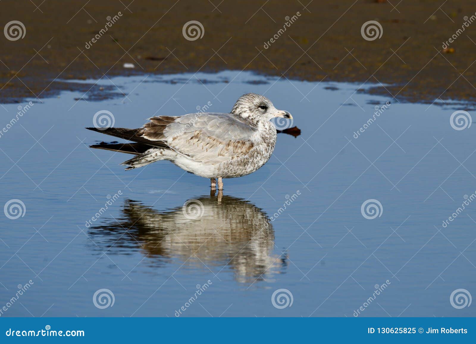 A Herring Gull and Reflection Stock Image Image of beach, reflection