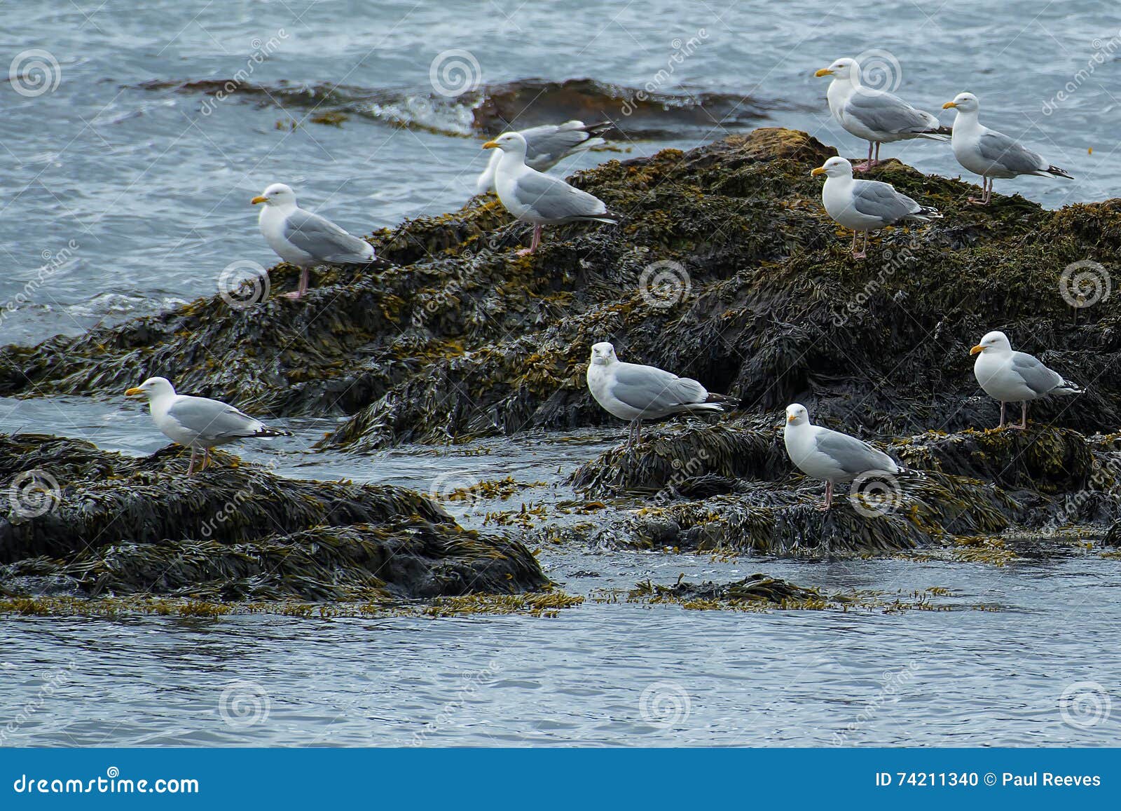 Herring Gull Larus Argentatus Stock Photo Image of wild, wildlife 74211340