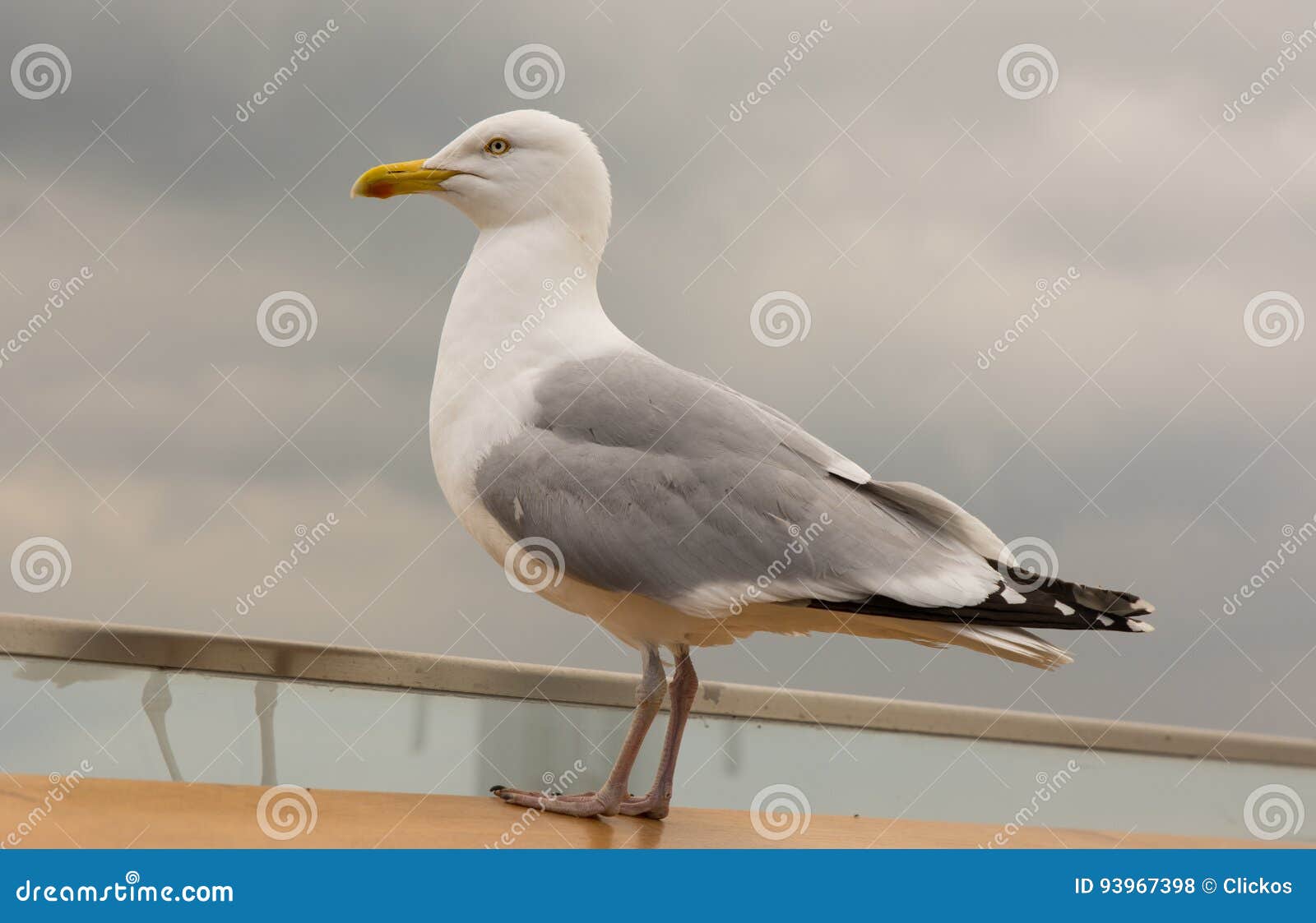 Herring Gull stock photo. Image of seabird, gull, feather 93967398