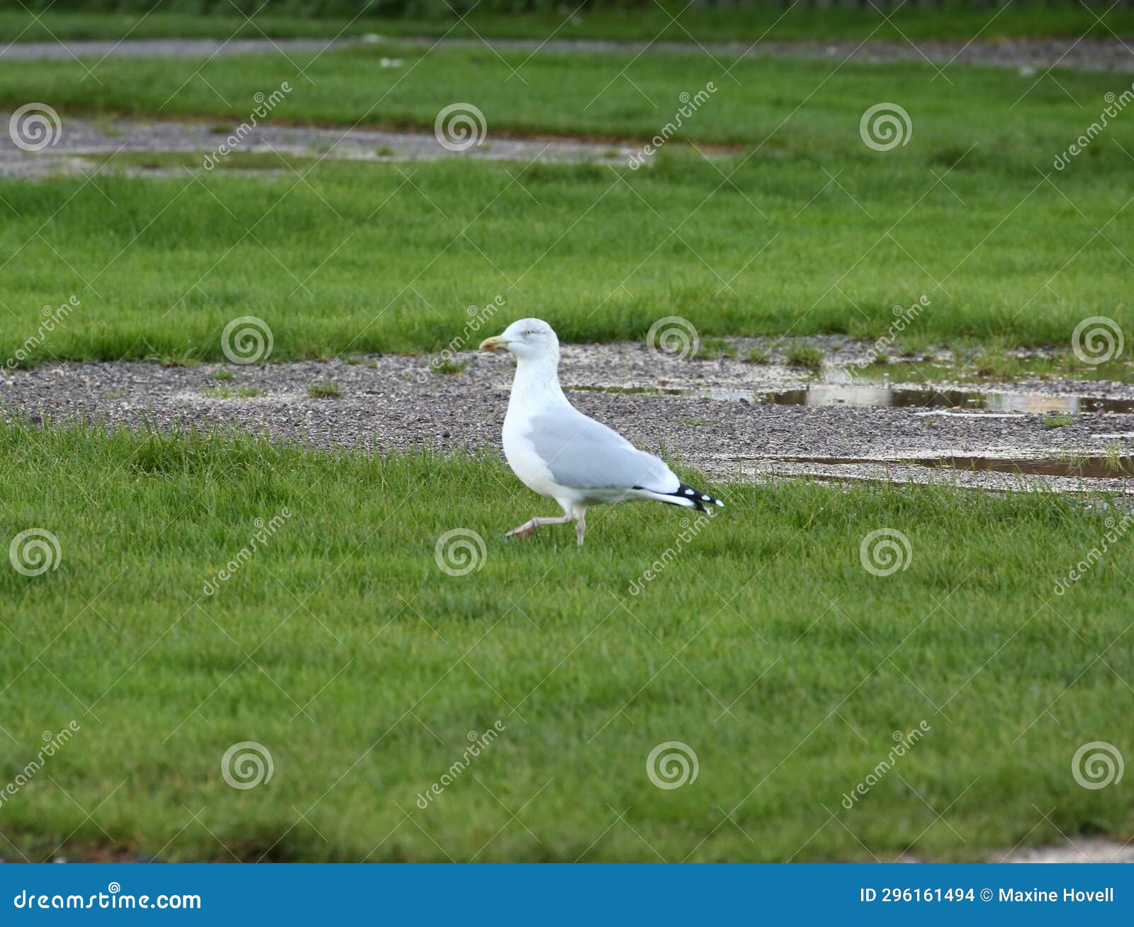 herring gull walking on the grass