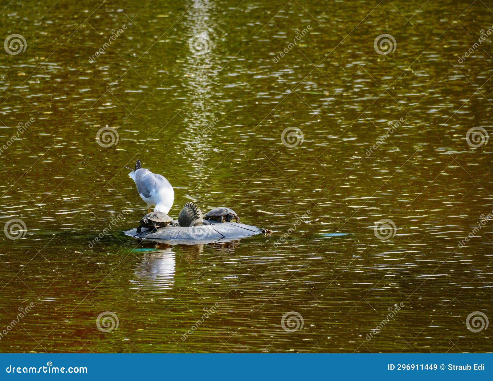 Herring Gull with Yellow Legs and Some Turtles Stock Image Image of herring, yellow 296911449