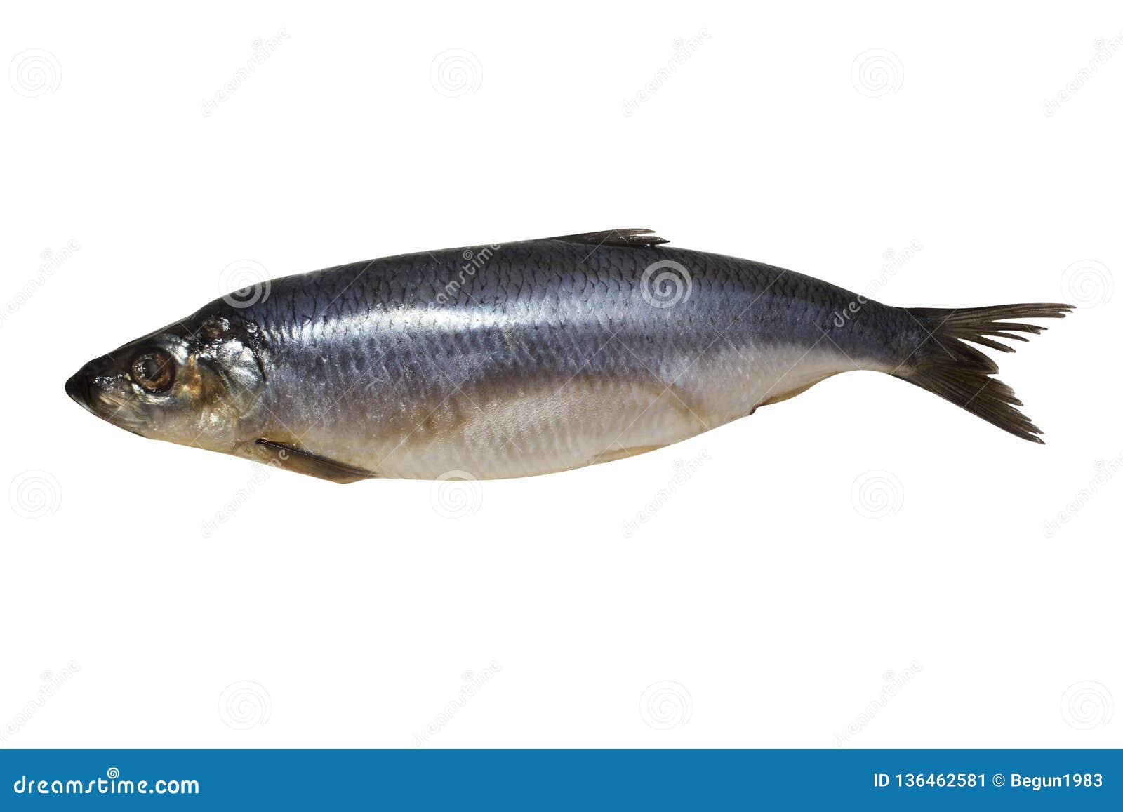 Herring Isolated on White Background. Stock Image Image of