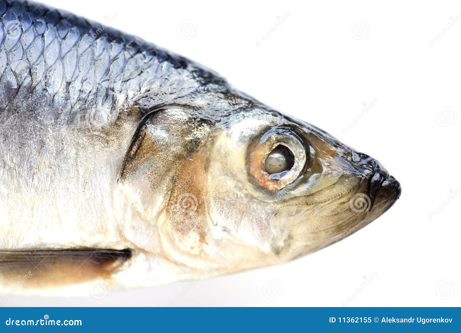 Herring on white stock image. Image of meal, freshness 11362155