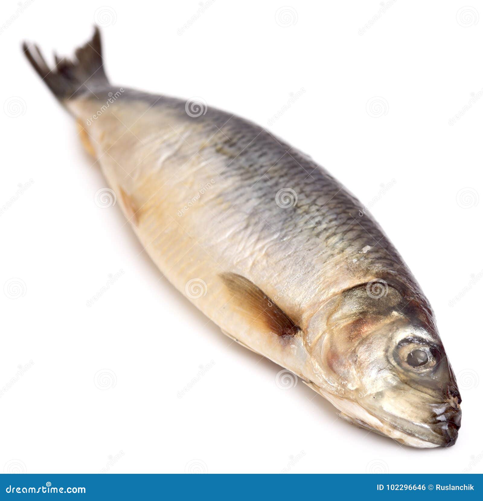 Herring on white stock photo. Image of white, isolated 102296646