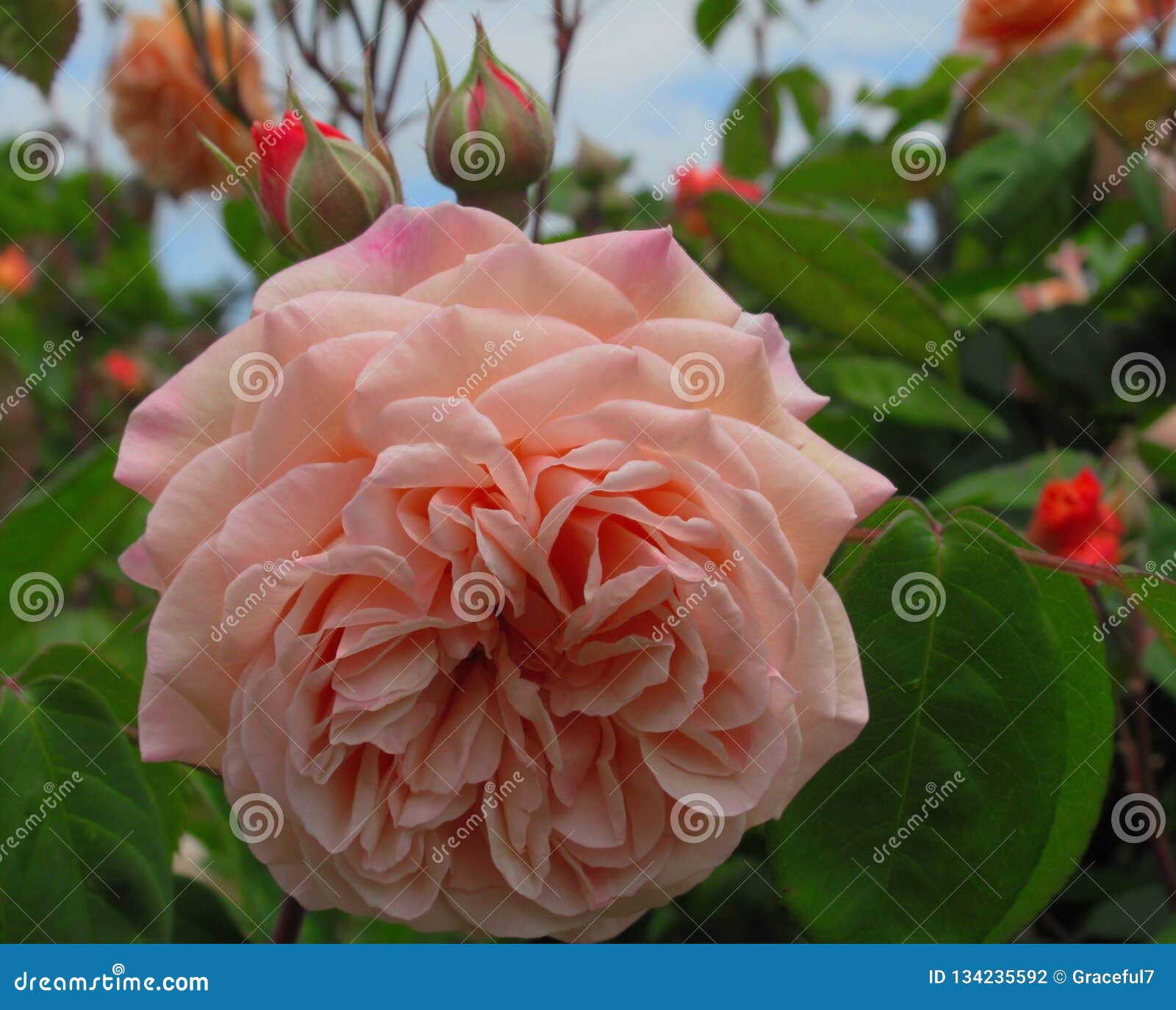 Herrliche rosa Rose Flowers-Blüte in der Königin Elizabeth Park Garden. Schöne rosa Rose Flowers-Blüte in Sommer 2018 der Königin Elizabeth Park Garden