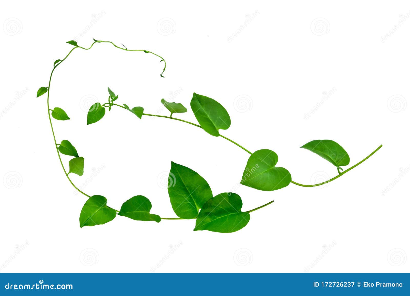 Herz Formte Blätter Reben, Der Efeu Des Teufels, Der Goldene Pothos
