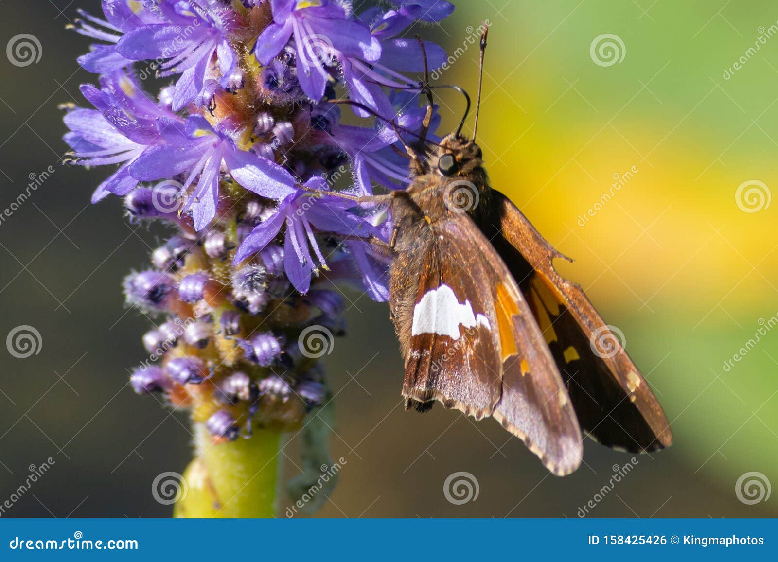 hesperia leonardus, the leonard`s skipper butterfly perches on a purple flower close up in pinery provincial park, ontario, canad