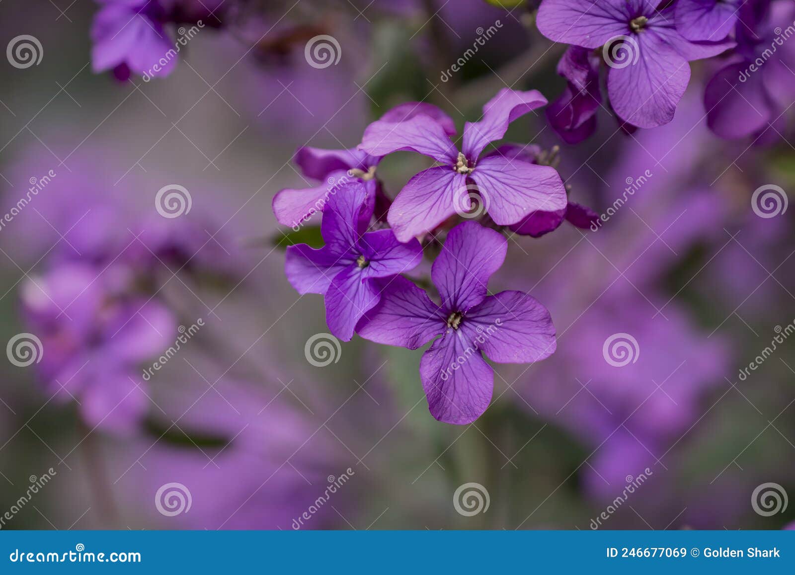 hesperis matronalis is a self-grown flower in suitable hapitates
