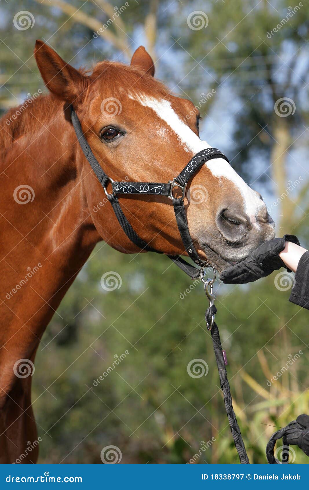 hessian warmblood horse