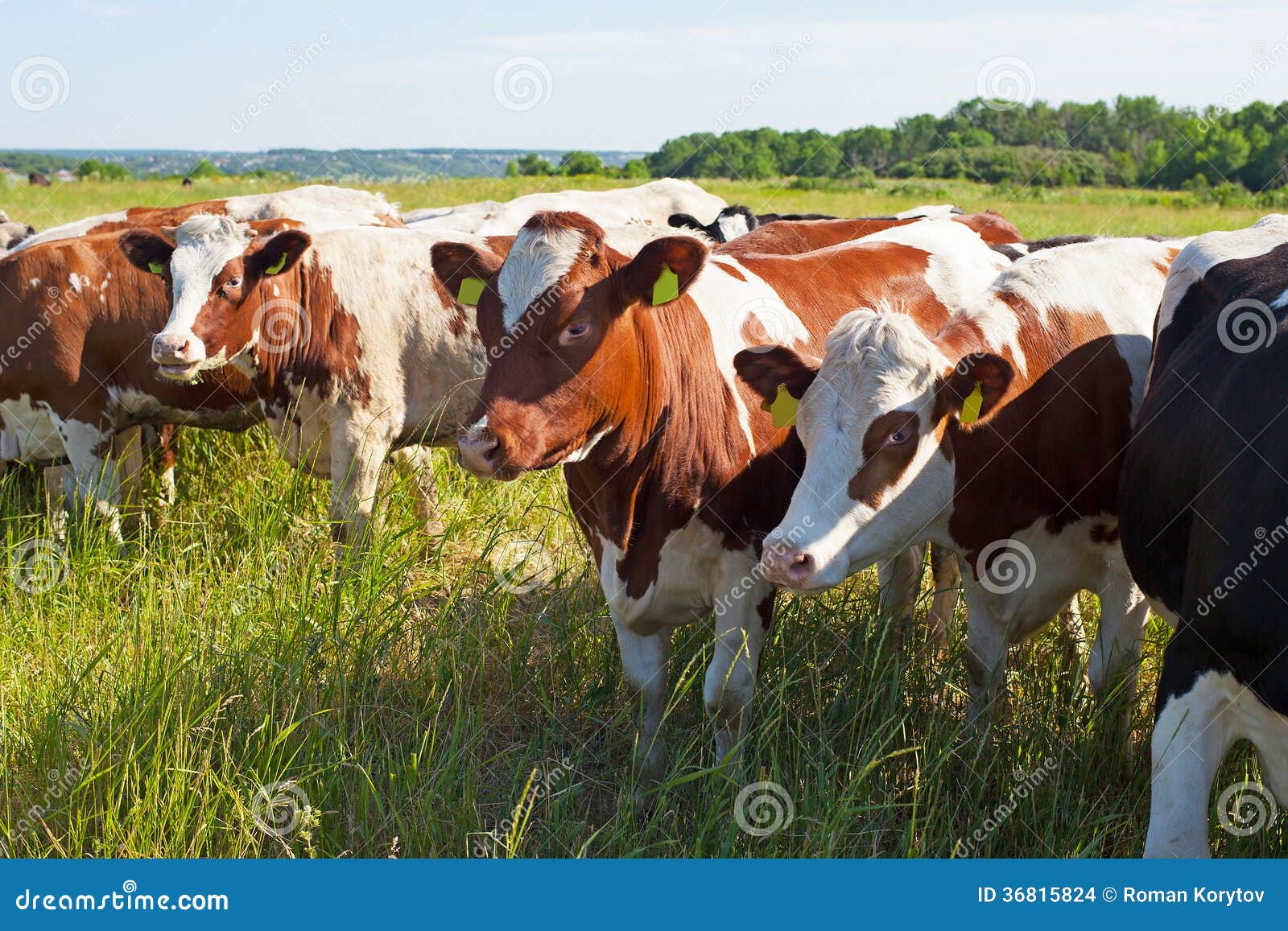 Het babbelen koeien. De koeien van Holstein in hun dagelijks chit praatje. Status op de weide op een de zomerdag.