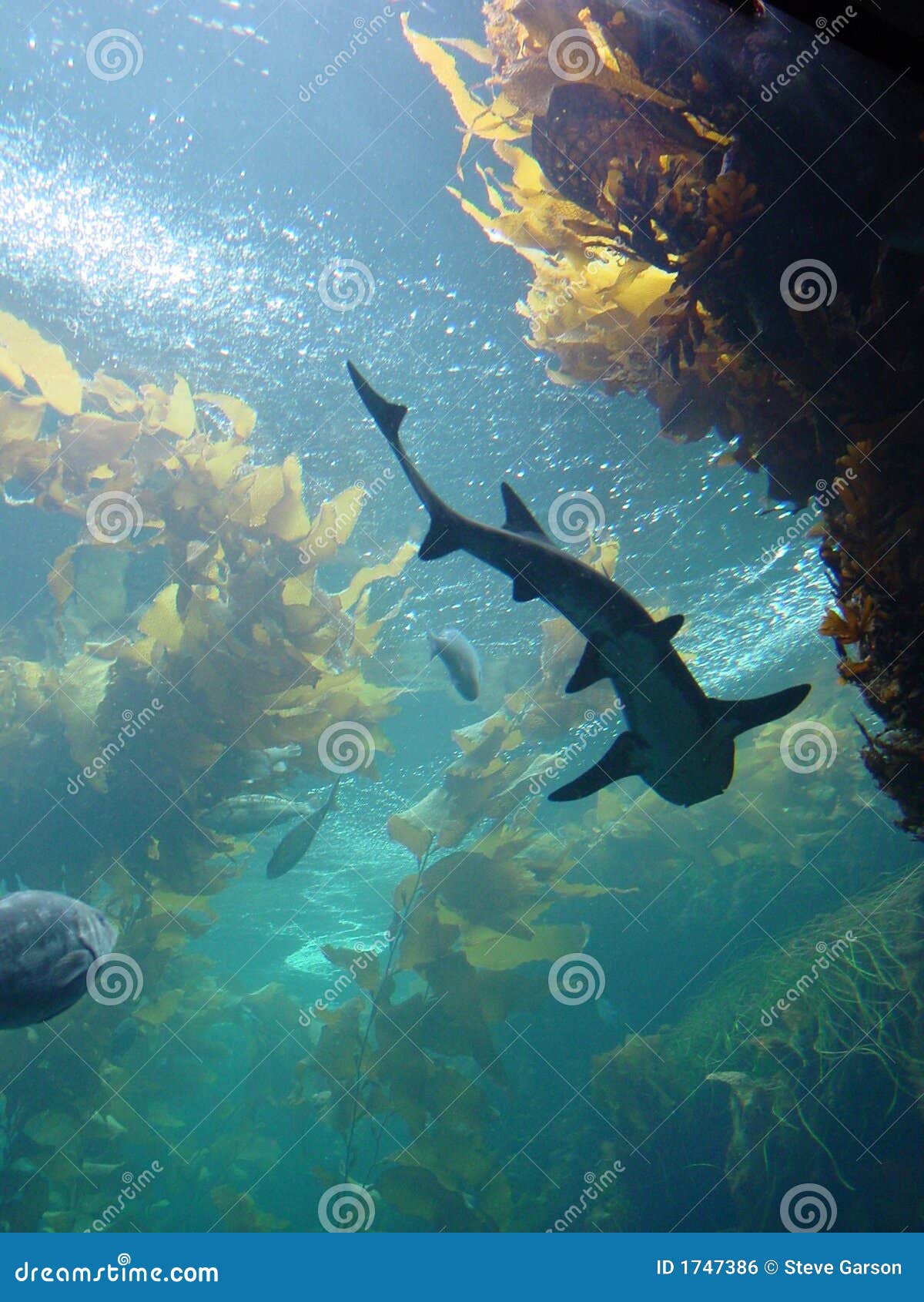 Het bedaquarium van de kelp. De tank van het kelpbed bij het Aquarium van de Baai Monterey met vissen en haaien