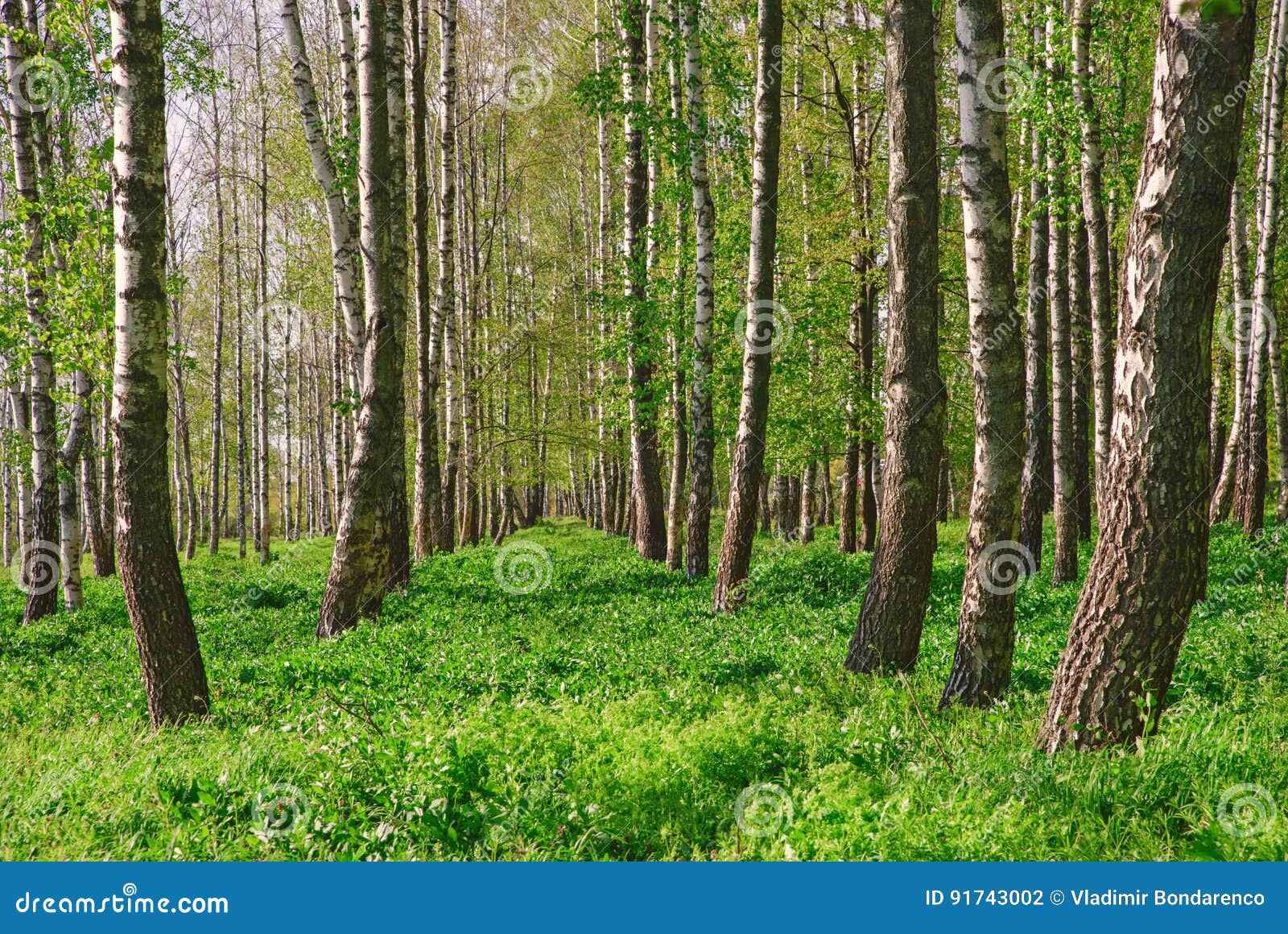 Het Bos Van De Berk Het Bosje Van De Berk Het Zonnige Bos Van De Lente ...