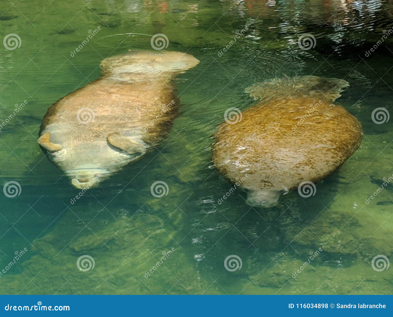 Het broodje van de Manateebuik. Manatees in aard