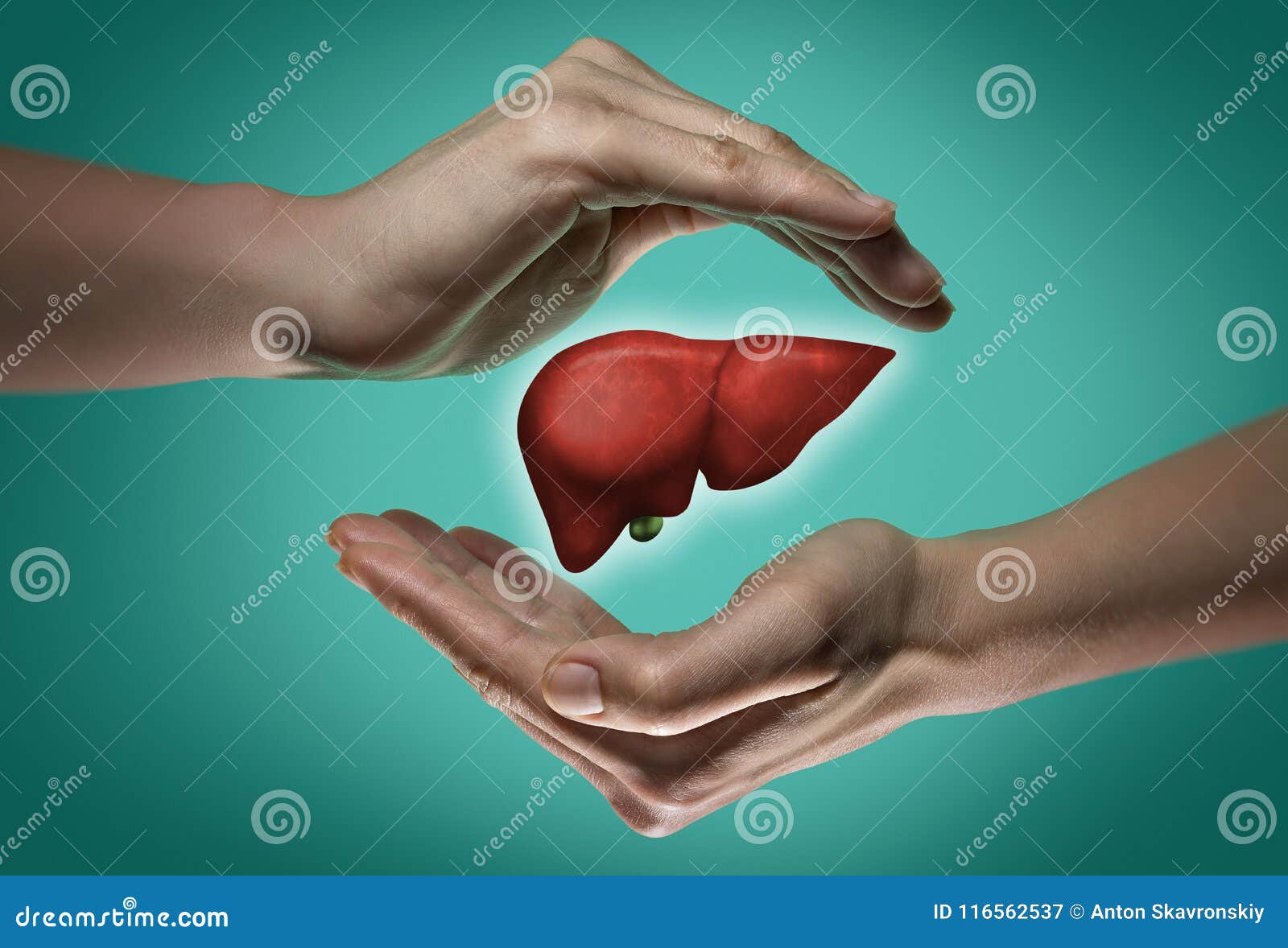 Het Concept Een Gezonde Lever Stock Afbeelding Image of ziekenhuis