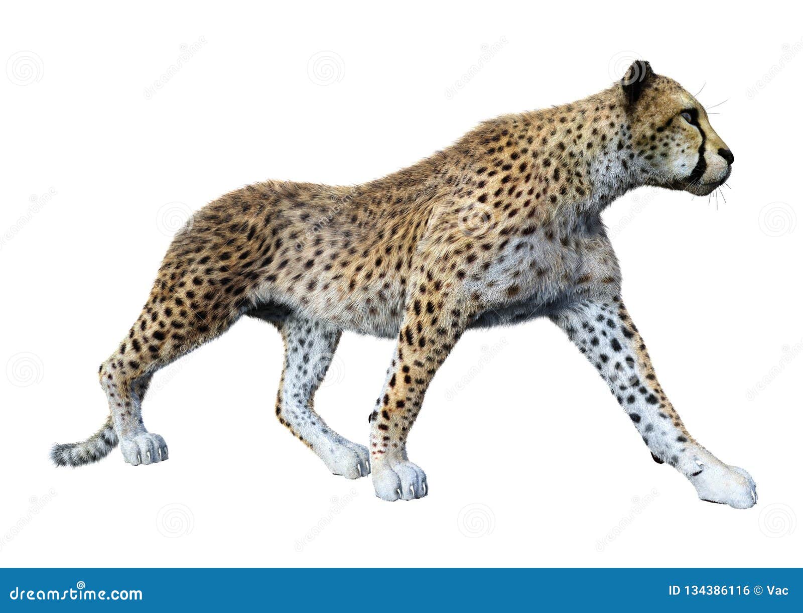 Het 3D Teruggeven Grote Cat Cheetah Op Wit Stock Foto - Image of safari ...