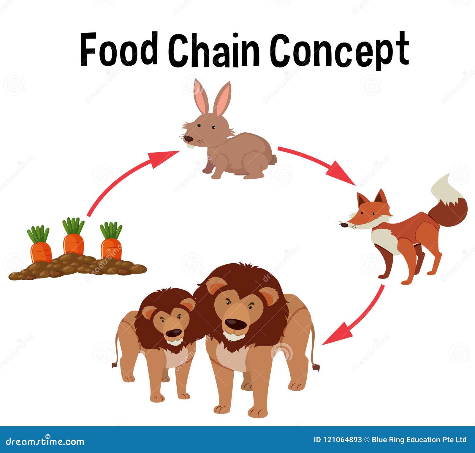 Het diagram van het voedselketenconcept. Het diagramillustratie van het voedselketenconcept