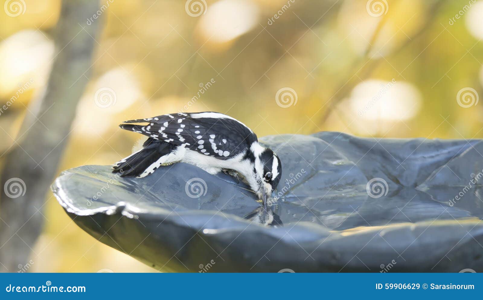 Het donsachtige Specht Drinken van een vogelbad. Het vrouwelijke Donsachtige Specht drinken van een vogelbad Dalingskleuren op de achtergrond Dryobates pubescens