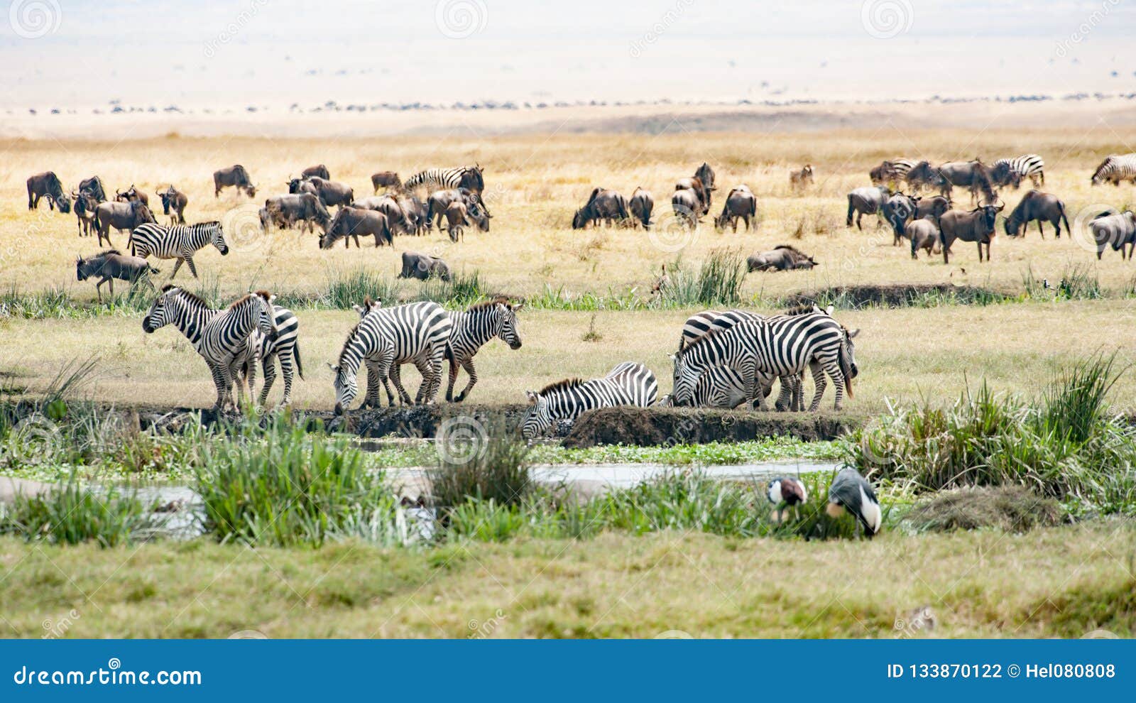 Het drinken Zebras, het weiden Gnus, Vogels in Ngorongoro-Krater. De Ngorongoro-Krater in Tanzania is een reusachtige behoudsaeria voor vele dieren Hippos in de vijver, Zebras, wildebeests en de vogels op de savanne