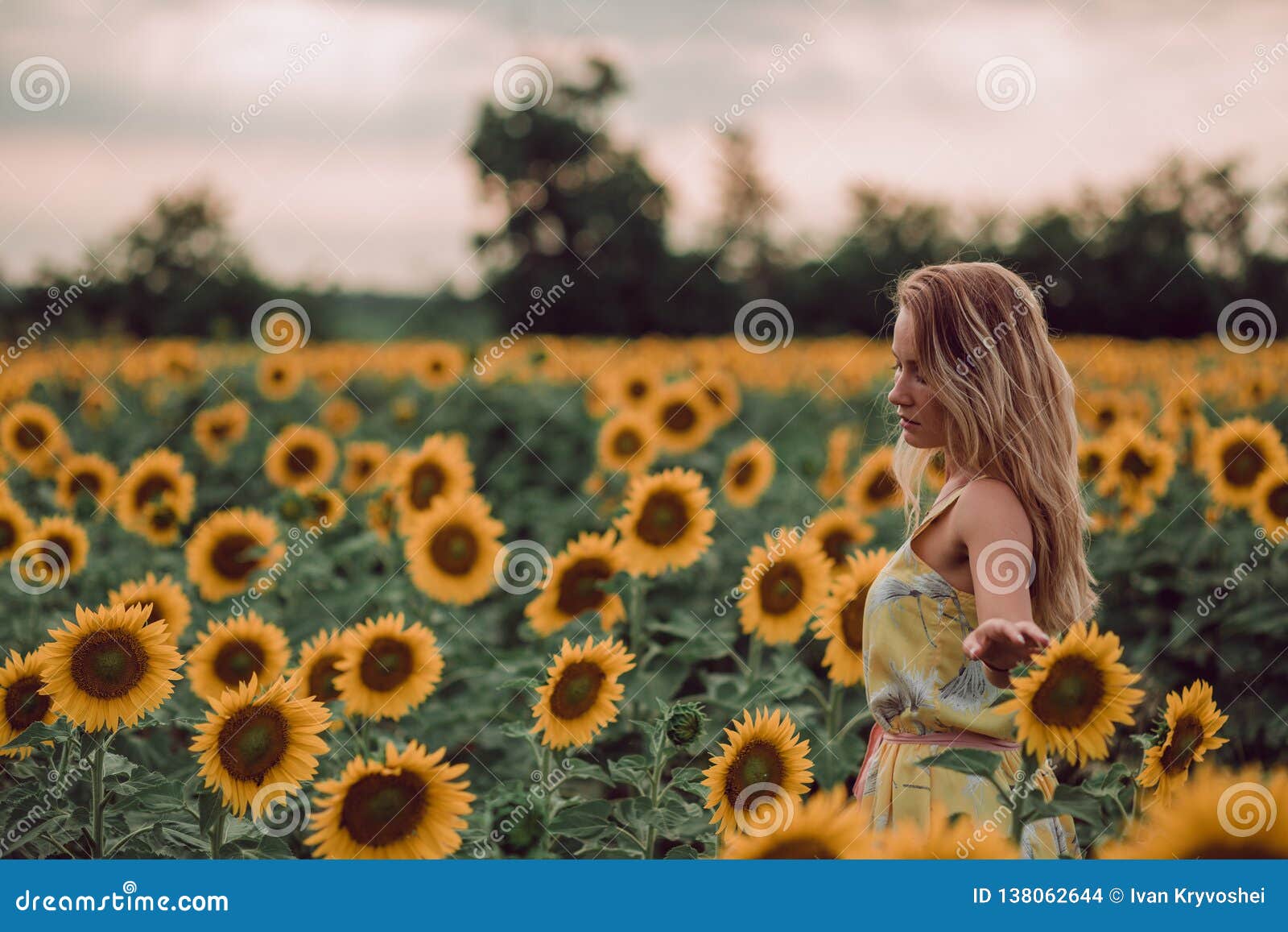 Het dromen van jonge vrouw in de gele bloemen van de kledingsholding met dient een gebied van zonnebloemen bij de zomer, mening terug van haar in Het kijken aan de kant De ruimte van het exemplaar
