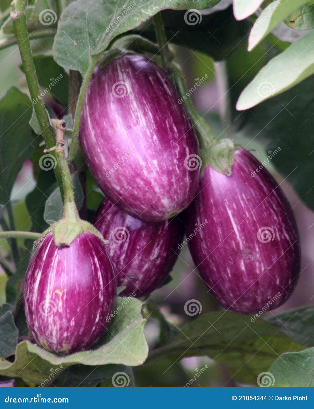 Het fruit van de aubergine stock foto. Image of guinee 21054244