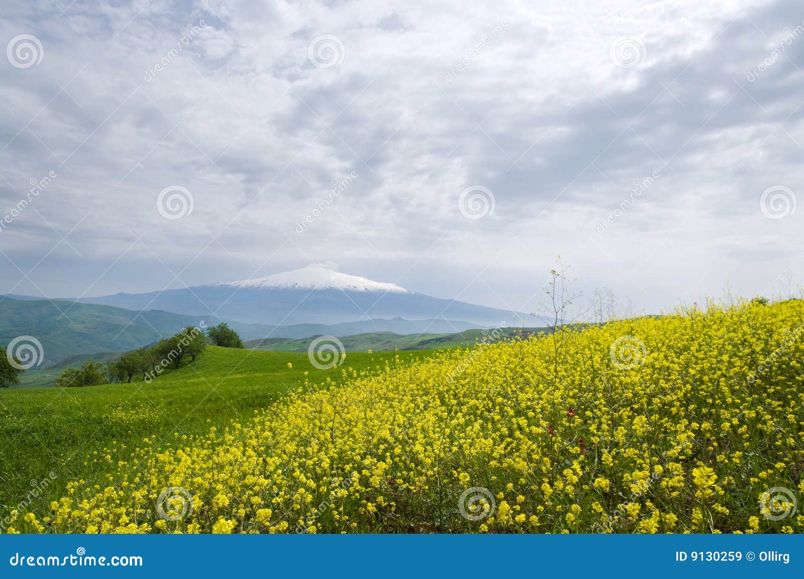 Het gebied en vulkaan Etna van de lente. Het gebied van de lente met bloemen op achtergrondvulkaan Etna en wolkendekking