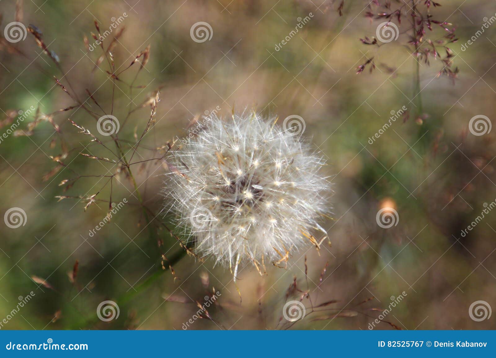 Het gebied van Rusland - van Moskou - het zaad hoofd dicht-u van Dundelion Taraxacum. Het gebied van Rusland - van Moskou - het zaad hoofdclose-up van Dundelion Taraxacum op de grasachtergrond