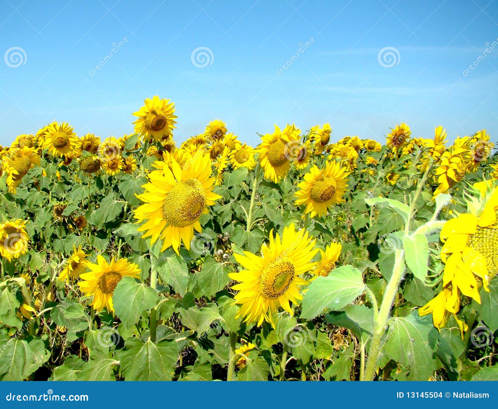 Het Gebied Van Zonnebloemen. Stock Foto Image of olie, landbouw 13145504