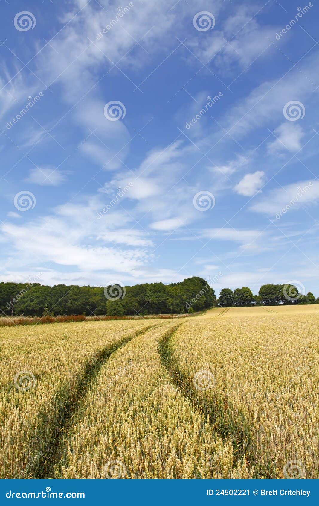 Het gebiedslandschap van de tarwe. Het het gewassengebied van de tarwe met tractor volgt landschap.