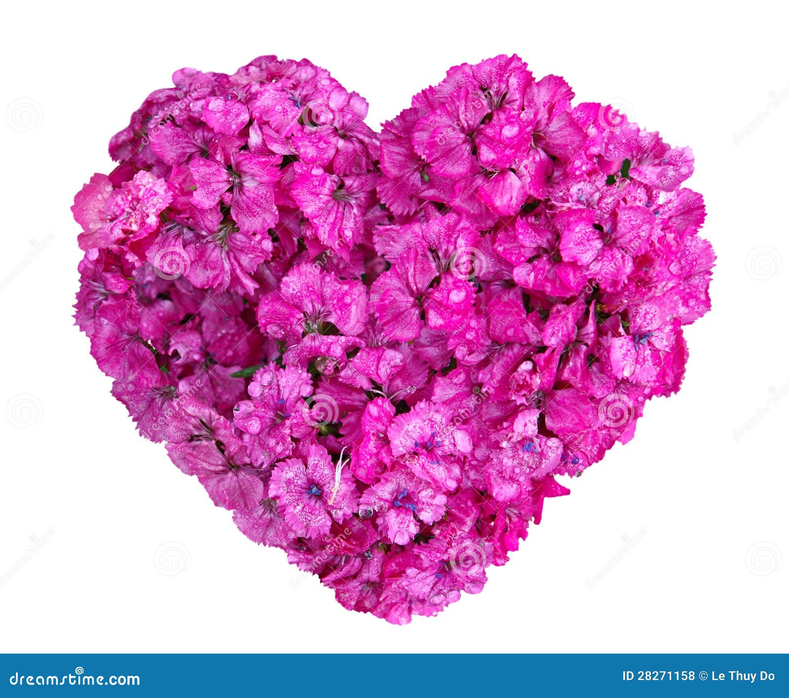 Het Hart van Dianthus stock foto. Image of bloem, bloeien - 28271158