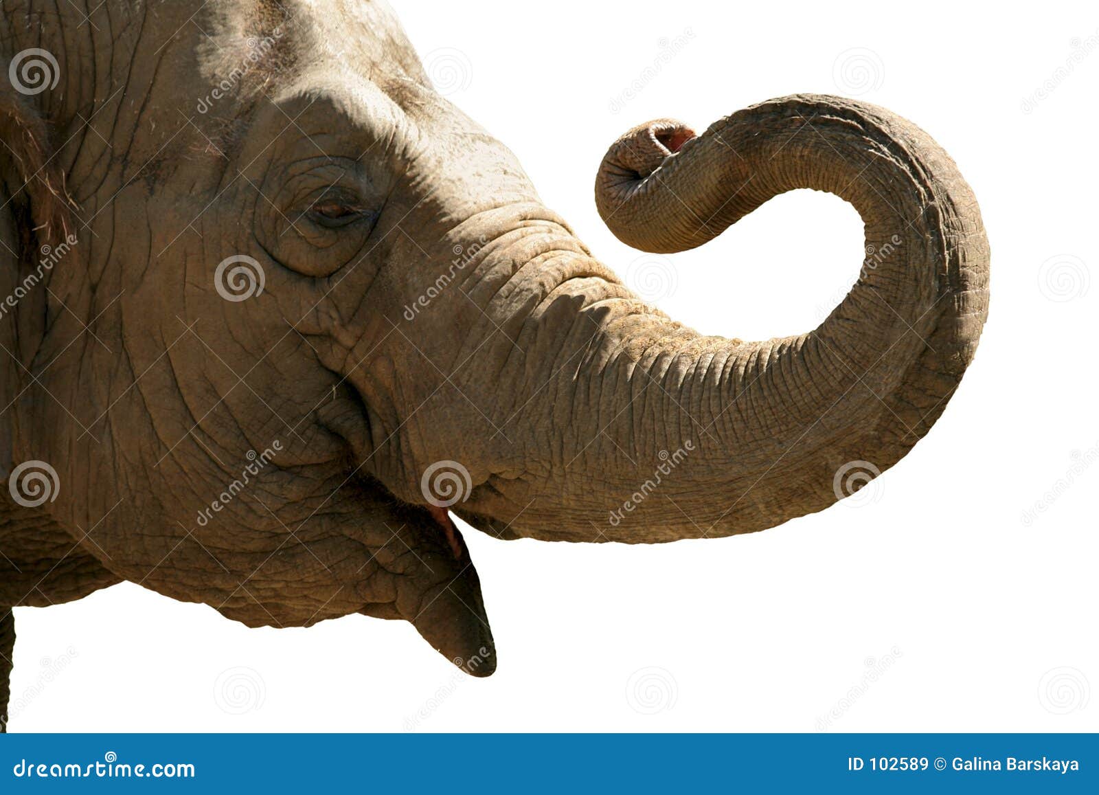 veiling Amerika Spectaculair Het hoofd van de olifant stock afbeelding. Image of geïsoleerd - 102589
