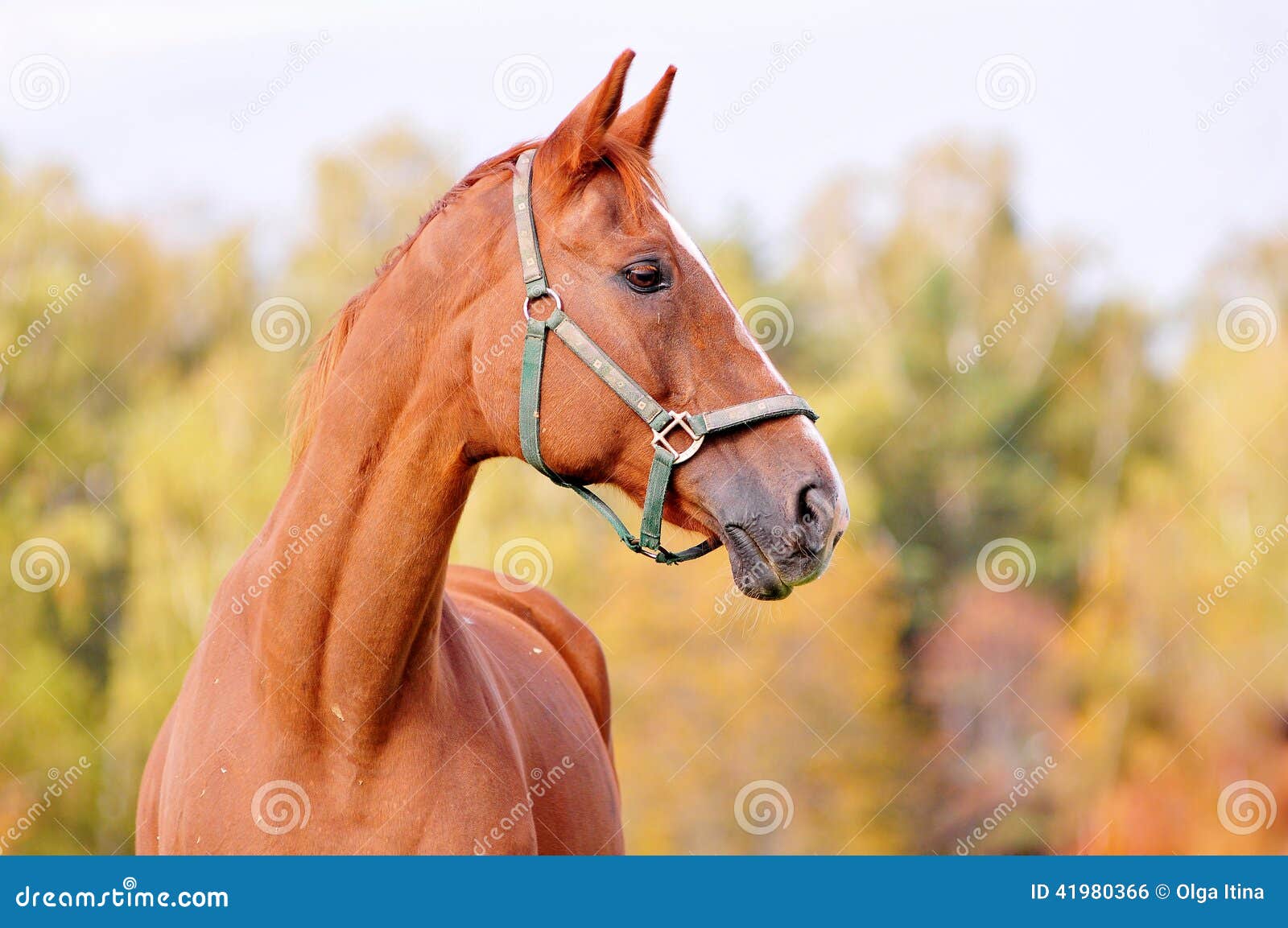 Het hoofd van het kastanjepaard, de herfstachtergrond