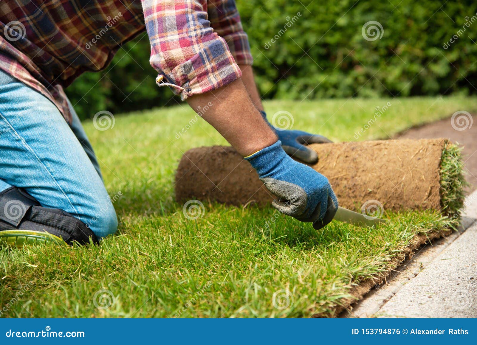 Het installeren van grasbroodjes in de tuin. Mens die de broodjes van het grasgras voor nieuw tuingazon leggen